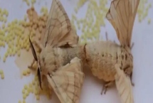 蠶羽化成蛾能存活多少天，一般只能活1-3天