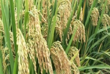 H兩優(yōu)1號水稻品種的特性，每畝秧田播種量15千克