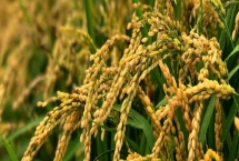 德兩優(yōu)華占水稻種子產(chǎn)量表現(xiàn)，適時(shí)播種和移栽