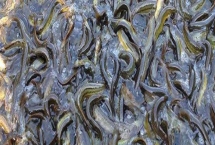 泥鰍的養(yǎng)殖成本，畝投資需要16000-17000元左右