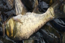 鰱魚的產(chǎn)地，分布在我國除西北和西部高原外的各大水系