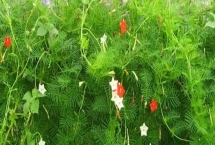蔦蘿的花語，寓意相互幫助、忙忙碌碌等