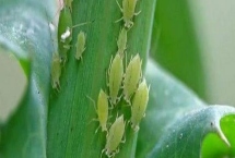 防治蚜蟲用什么藥，馬拉硫磷、殺螟松、抗蚜威等藥物均可起到滅殺效果