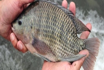 三四斤的鯽魚是什么品種，主要有以下這6種
