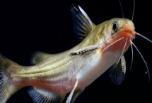 養(yǎng)殖黃顙魚的利潤，一畝池塘大約可獲利1萬元左右