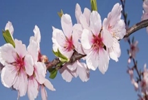 梅花有哪些品質(zhì)，寓意強(qiáng)大獨(dú)立、堅韌頑強(qiáng)等