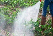 瀏陽霉素的使用方法，針對不同的蟲害的防治方法不同