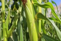 東玉158玉米品種的特性，足墑播種