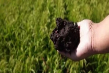 生物有機(jī)肥的作用和使用注意事項(xiàng)，可改善土壤并增強(qiáng)植物的抗病力