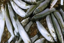 烏魚苗的產(chǎn)地和食物，分布在世界各地的溫帶、熱帶海域