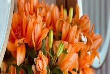 橙色百合花的寓意，寓意榮譽(yù)、勝利、富貴等