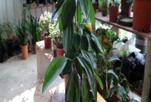 平安樹如何澆水，澆水次數(shù)按季節(jié)不同而定