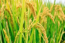 金龍優(yōu)5號水稻種子特征特性，秧田畝播種量約15公斤