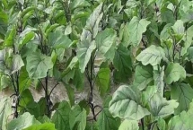 茄子喜陽還是喜陰，是喜陽植物