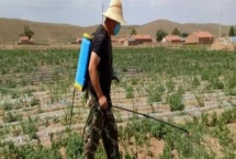 除草劑3打3不打指的是什么，打大不打小、打密不打稀