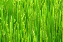 淮糯168水稻種子特征介紹，播種前用藥劑浸種