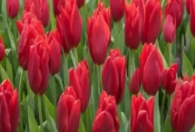 紅紅的花有什么寓意，花語(yǔ)是我愛(ài)你