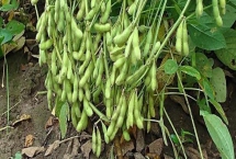 晉科13號(hào)大豆種子特征介紹，畝播種量3～5千克