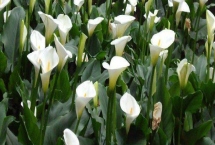 馬蹄蓮的花語(yǔ)，不同顏色的花語(yǔ)不同