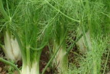 比較賺錢的特種蔬菜，這五種食用價(jià)值和營養(yǎng)價(jià)值都比較高