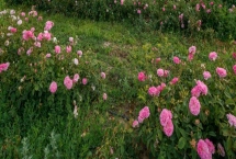 保加利亞玫瑰花的花語，花語是愛情、勇敢等