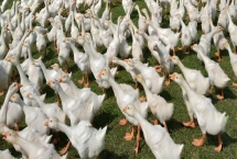 鵝腿軟站不起來的原因和解決方法，飼料中的鈣含量不足、運動量過少均會導(dǎo)致