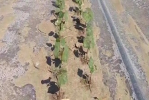 地膜進(jìn)行放苗的技巧，放苗后要及時(shí)封堵放苗孔