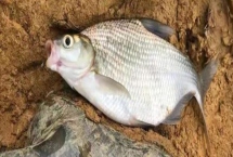 釣鳊魚的調(diào)漂方法，先重鉛找底