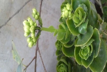 花卉上出現(xiàn)螞蟻怎么處理，在盆土中埋入敵百蟲片可徹底清除