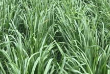 怎么種植黑麥草，翻耕后可進(jìn)行條播