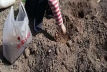 土豆如何施肥，施足基肥且盡早追肥