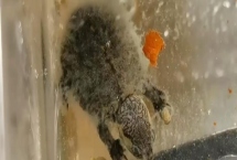 烏龜水霉病如何防治，可使用3-5%食鹽水浸浴