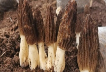 種植一畝羊肚菌的純利潤(rùn)，可達(dá)到2萬(wàn)元左右