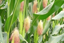 皇玉1號玉米種子產(chǎn)量表現(xiàn)，中抗穗腐病
