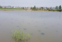 靜水土池塘養(yǎng)魚高產(chǎn)技術(shù)，放養(yǎng)密度應(yīng)超過1000尾
