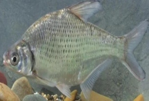 三角魴魚苗的價格，價格受產地等影響