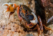 螃蟹一共有多少條腿，2只螯足加8只步足