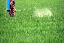小麥蚜蟲的防治方法，分為農業(yè)、生物、化學防治