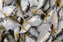 黃尾魚(yú)是什么魚(yú)，是中小型淡水魚(yú)類(lèi)