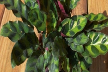 養(yǎng)殖箭羽竹芋的方法及注意事項，需使用疏松肥沃的腐殖土