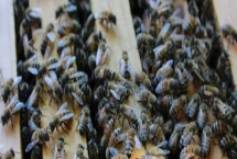 養(yǎng)40箱蜜蜂的年收益，第一年的利潤為34000元左右