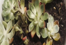 吡蟲啉在多肉上的使用方法，濃度不要太大且采用噴霧的方法