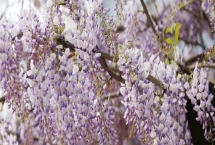 紫藤花的產(chǎn)地，主產(chǎn)于云南、河南、廣西等省份