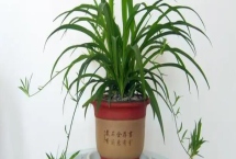有哪些可以凈化室內(nèi)空氣的花卉植物，包括蘆薈、吊蘭、白掌等品種