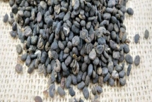 常見(jiàn)的補(bǔ)骨脂病害與防治方法，種植前對(duì)土壤消毒可降低發(fā)病率