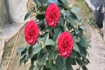 喜陰耐寒的室內(nèi)植物花卉有哪些，常見的有茶花、風(fēng)信子、郁金香等