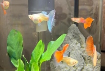 孔雀魚(yú)的養(yǎng)殖方法，保持適宜的水溫和PH值