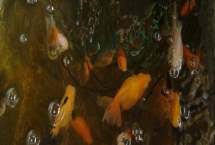 金魚要不要吃東西，只有吃東西才可以維持生命
