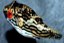 紅斑馬娃娃魚好不好養(yǎng)，飼養(yǎng)難度大不適合新手