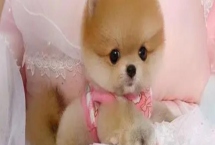 哈多利系博美犬的價(jià)格，價(jià)格在幾千元至幾萬(wàn)元不等